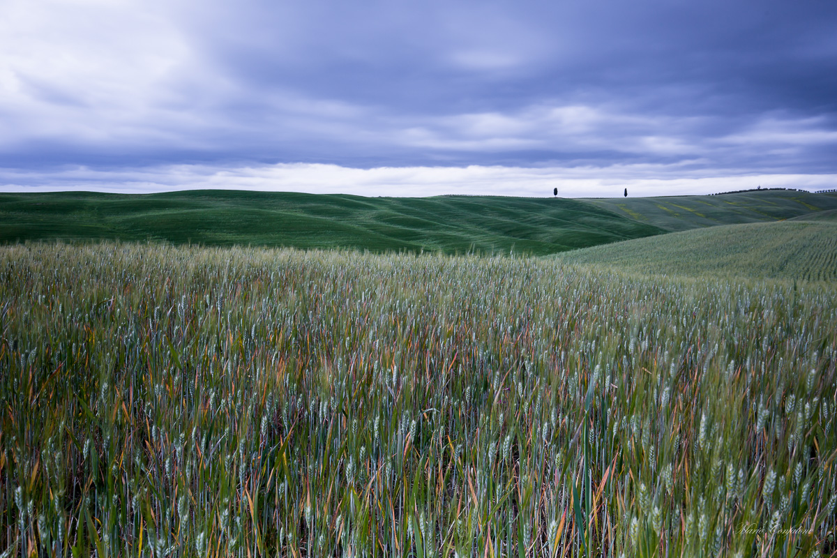 E mentre il grano ti stava a sentire......