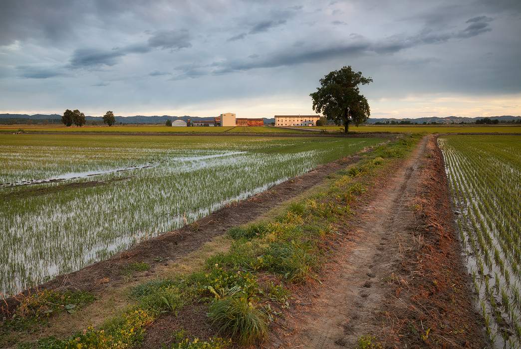 Sulle strade del riso II