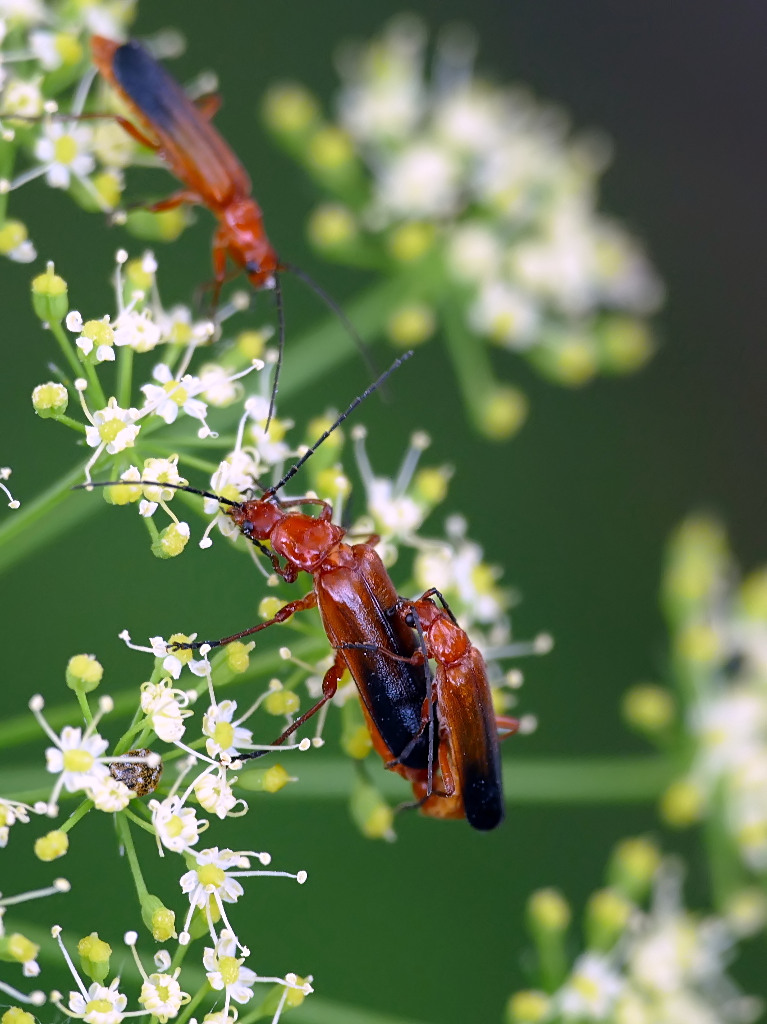 *** Cielo...mio marito ***