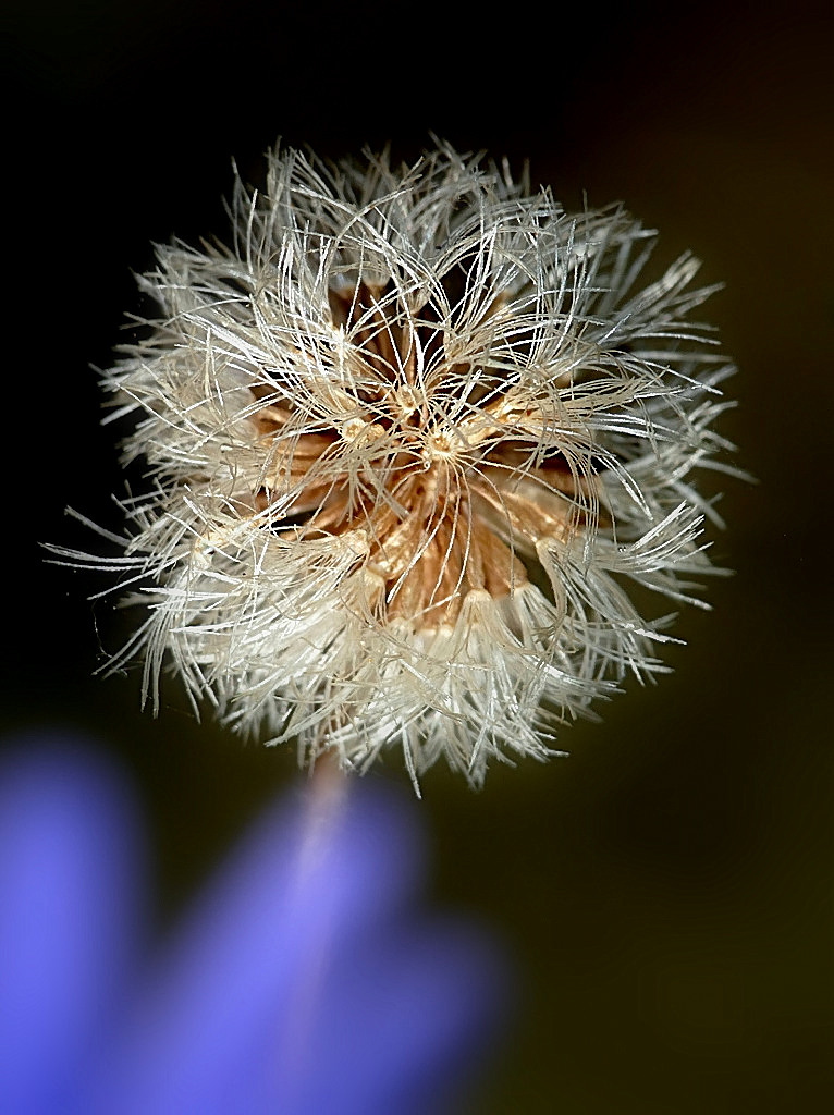 *** Sfuoco d'artificio ***