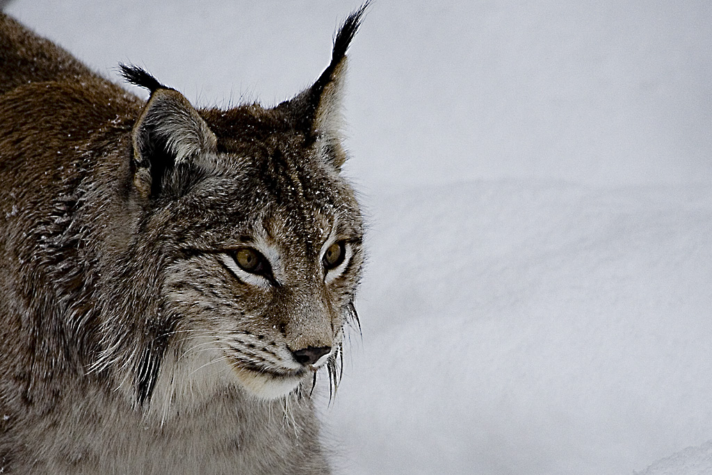 Lince