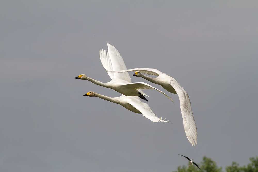 fortezze volanti....