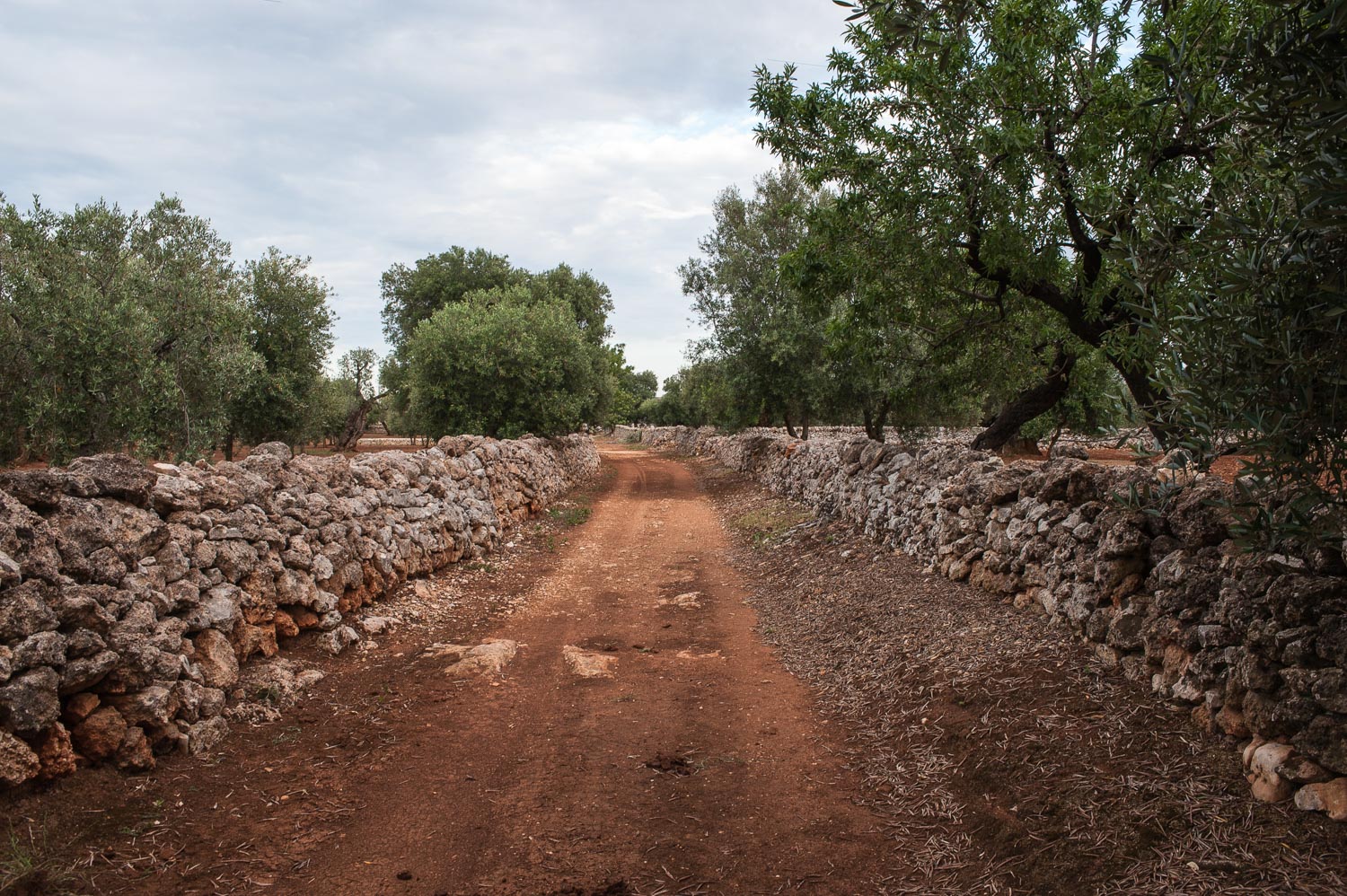 Puglia...caratteristico viottolo di campagna e ulivi secolari