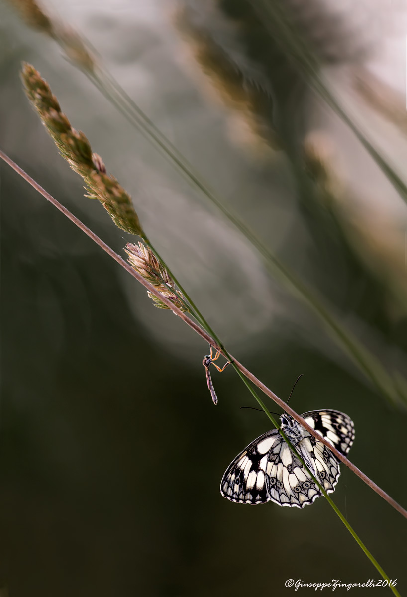 La melanargia e il l'asilide...