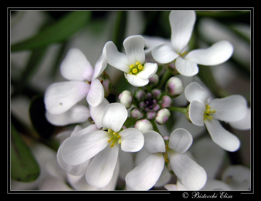 Fiorellini bianchi!