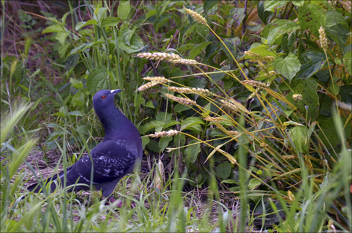 Pronti ....Viiiiiiiia.