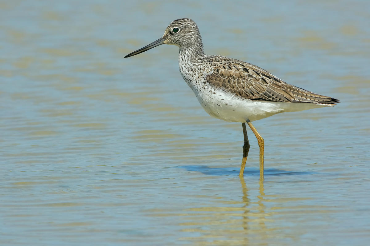 Pantana (Tringa nebularia)