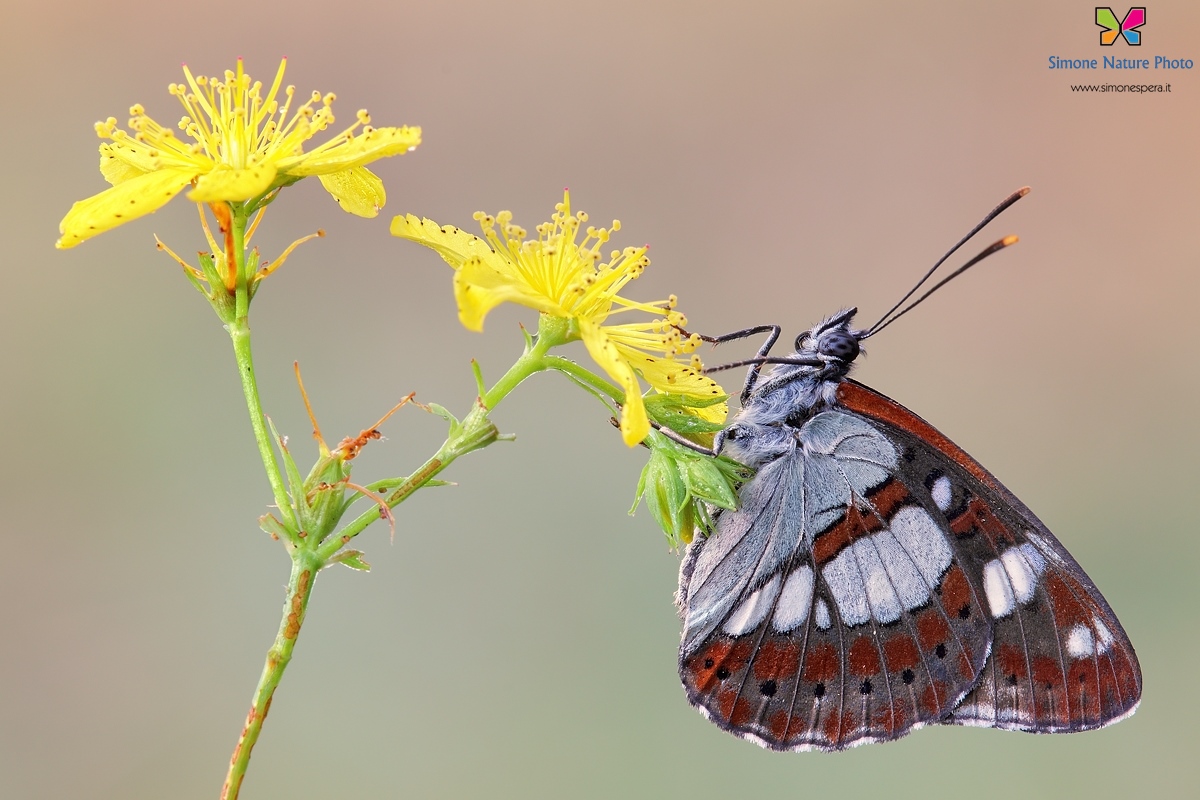 Limenitis reducta