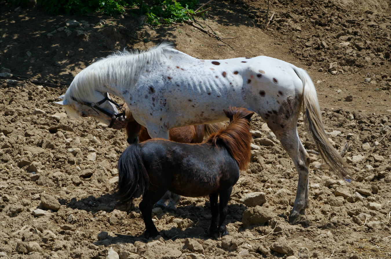 large and small horses
