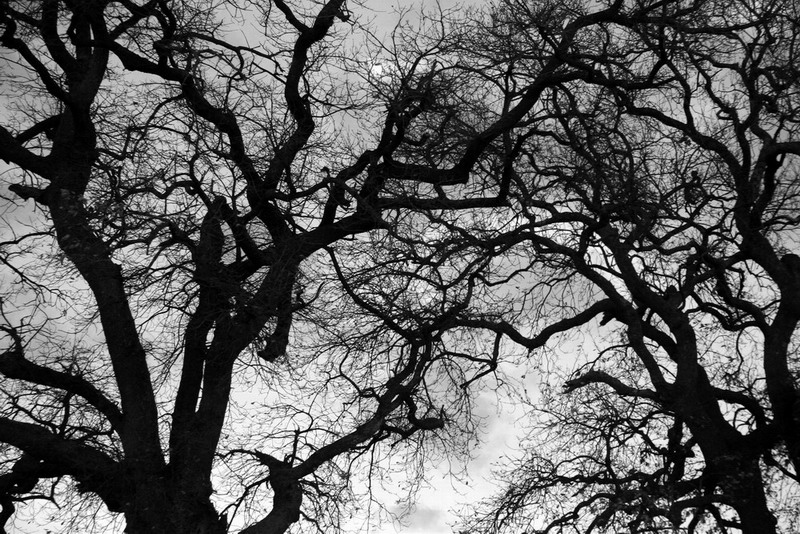 Rami intrecciari in una giornata uggiosa