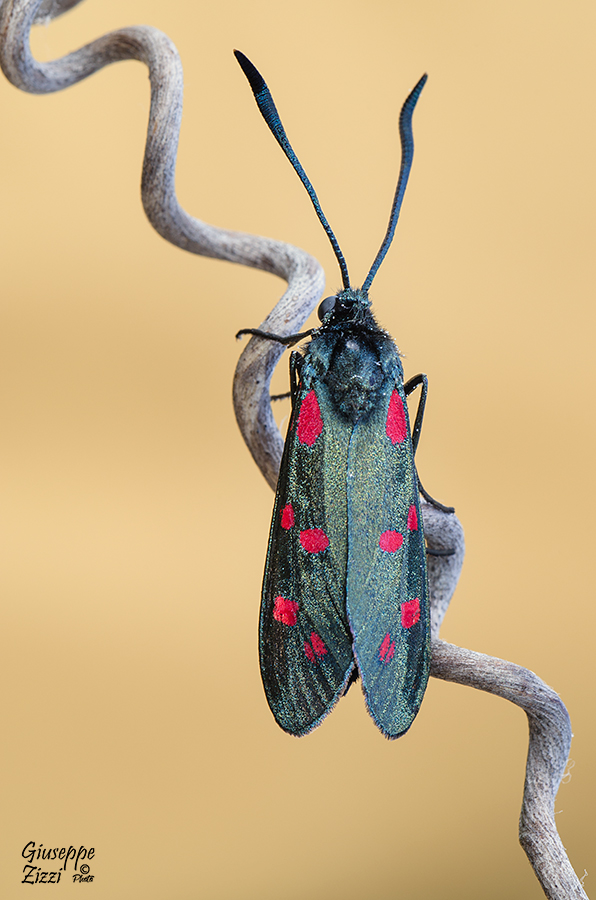 Zygaena