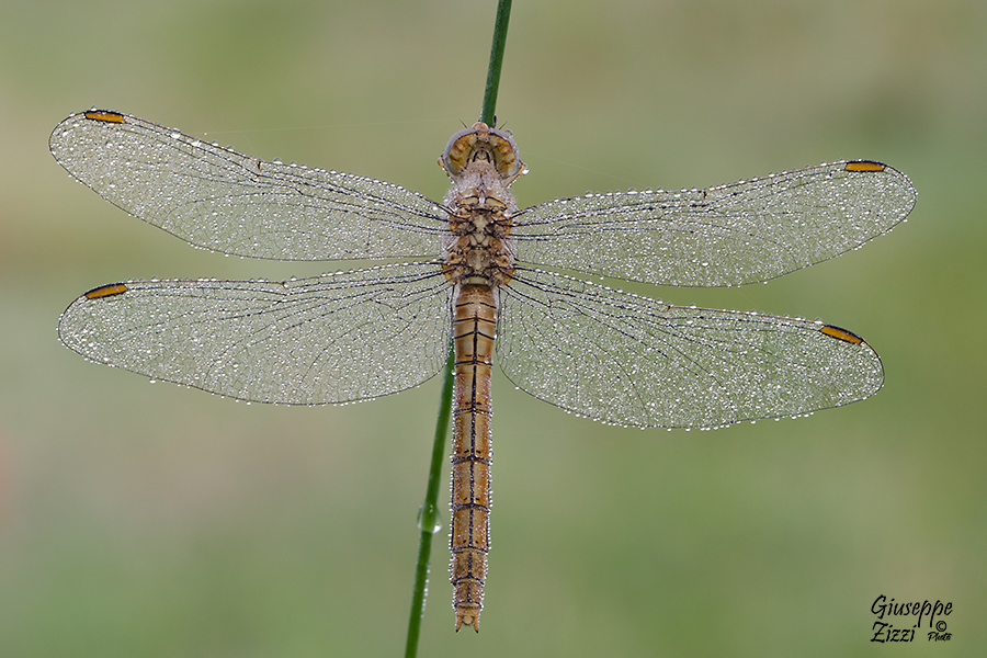 Orthetrum brunneum