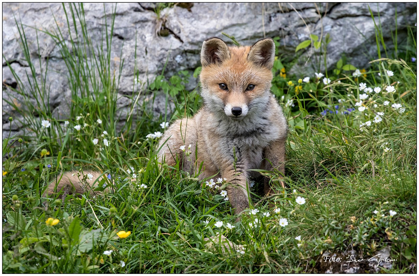 Cucciolo di Volpe