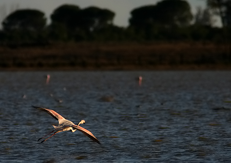 volo di fenicottero al tramonto