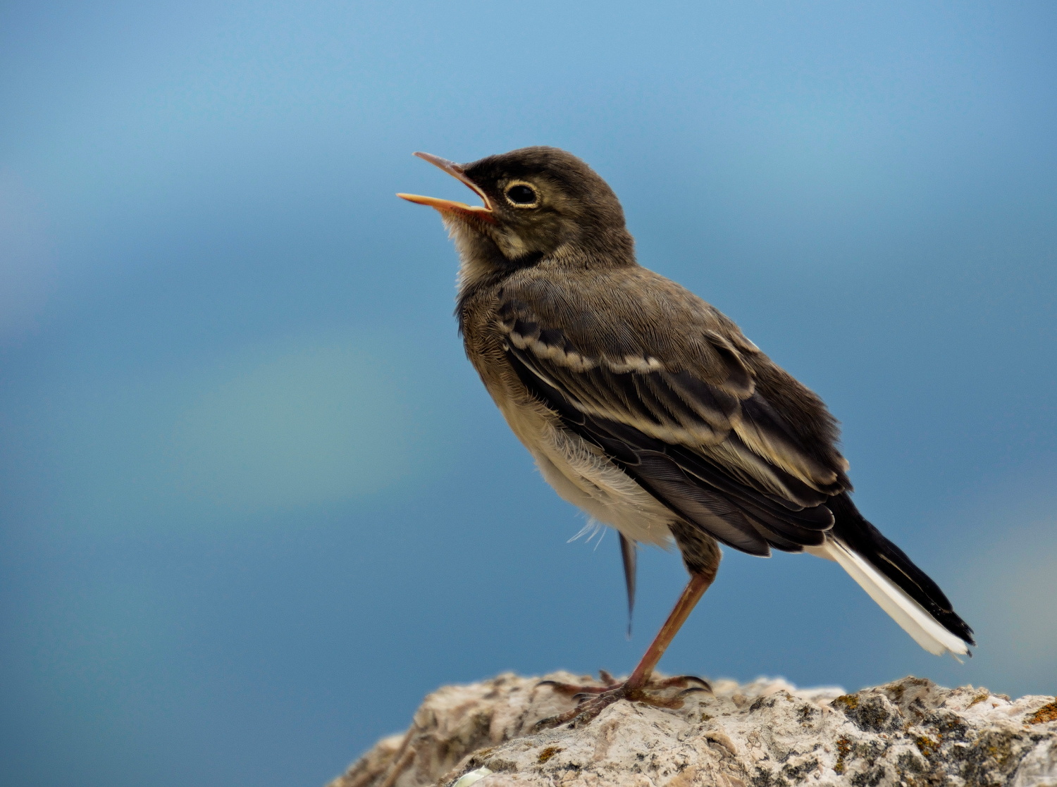 Forse � una cincia?????