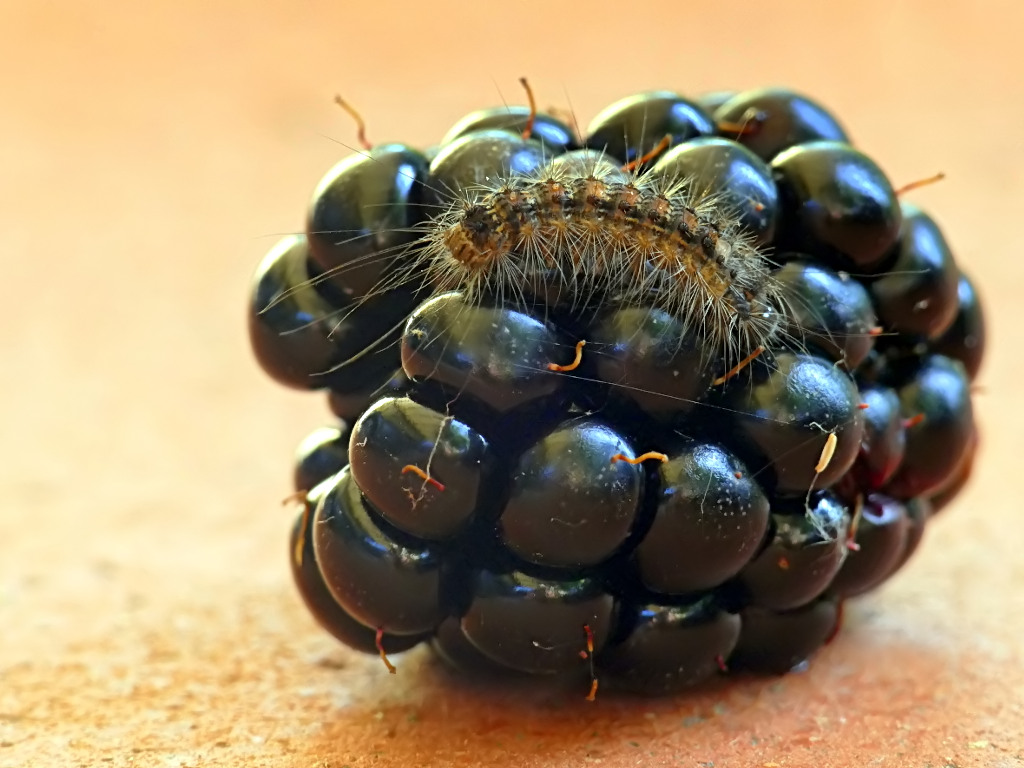 *** La mora ha un ospite ***