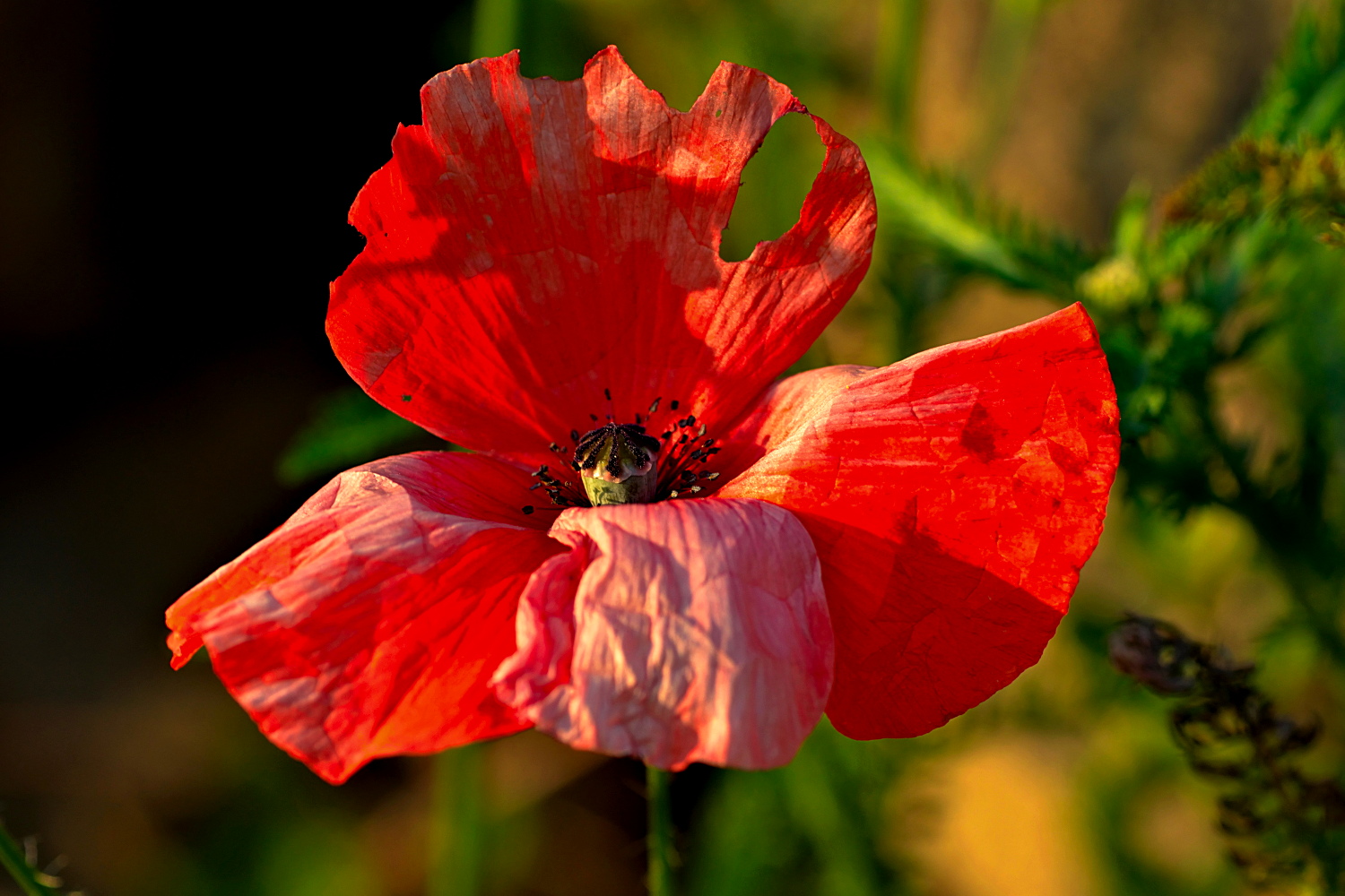 Bellezza al tramonto