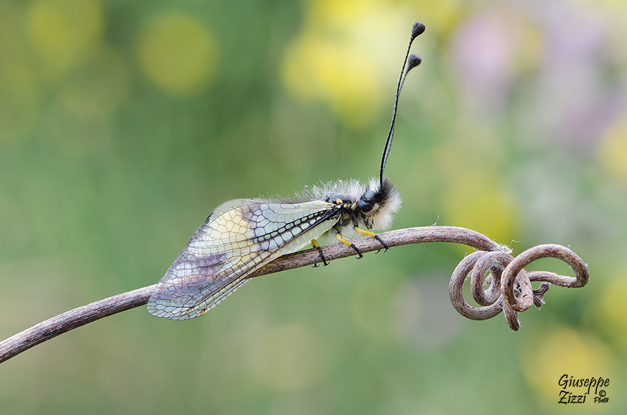 Libelloides Coccajus