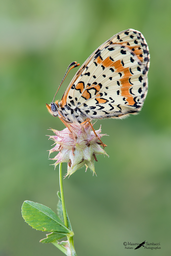 Melitaea didyma