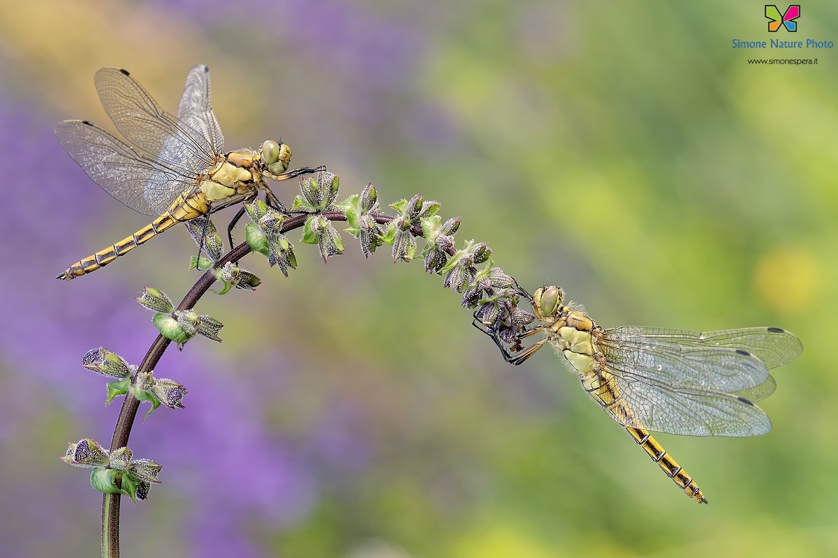 Orthetrum cancellatum (Linnaeus, 1758)  ♂ ♀