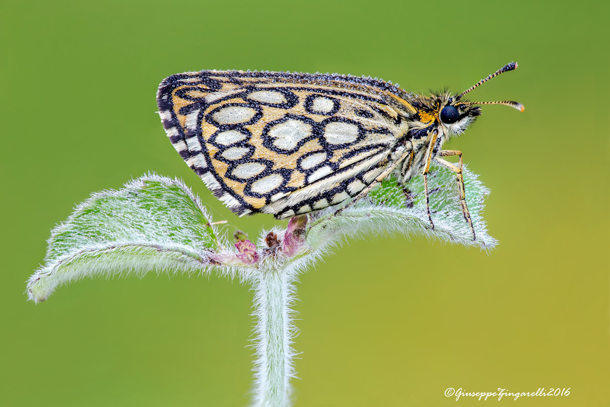 Heteropterus morpheus (Pallas, 1771)