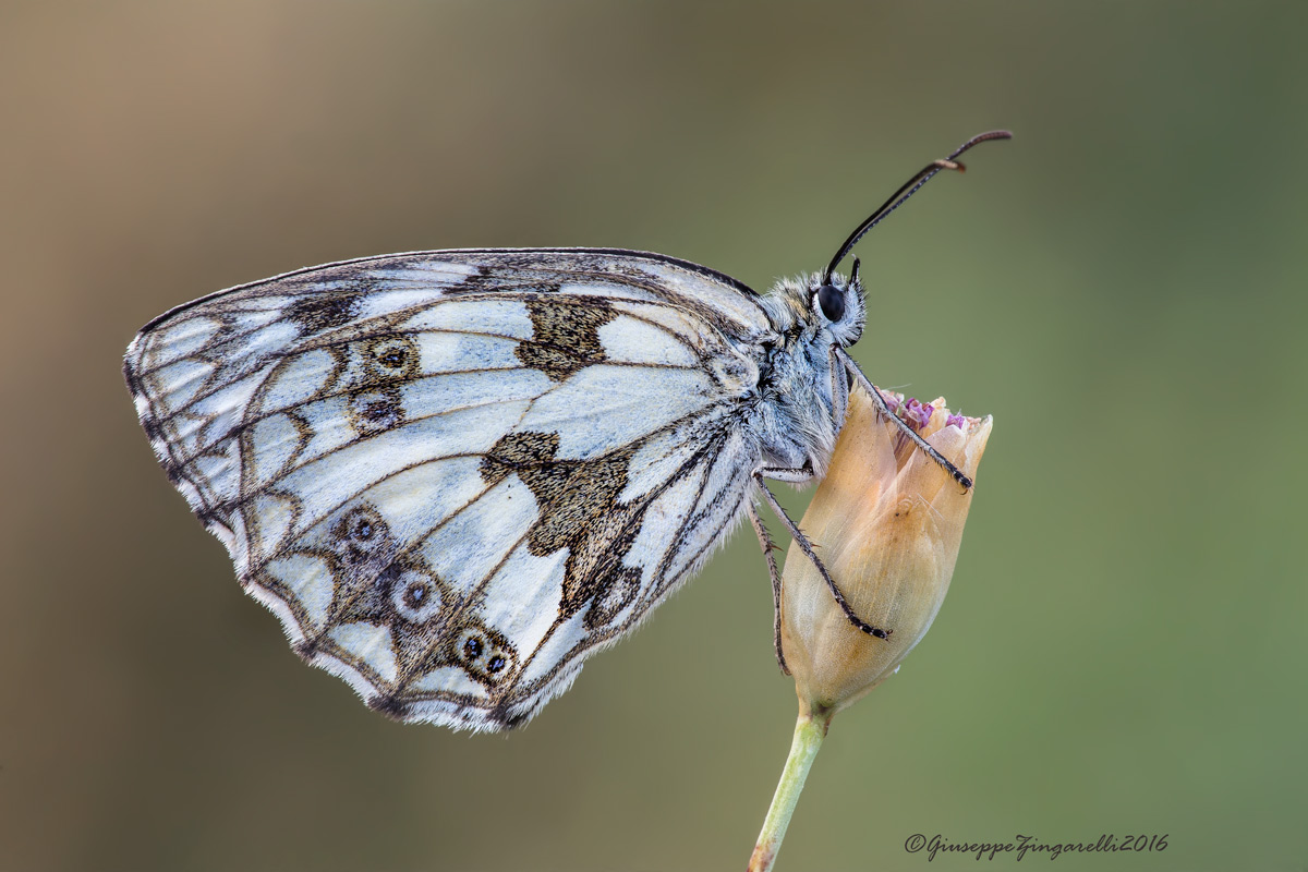 Melanargia  In Classica  posa