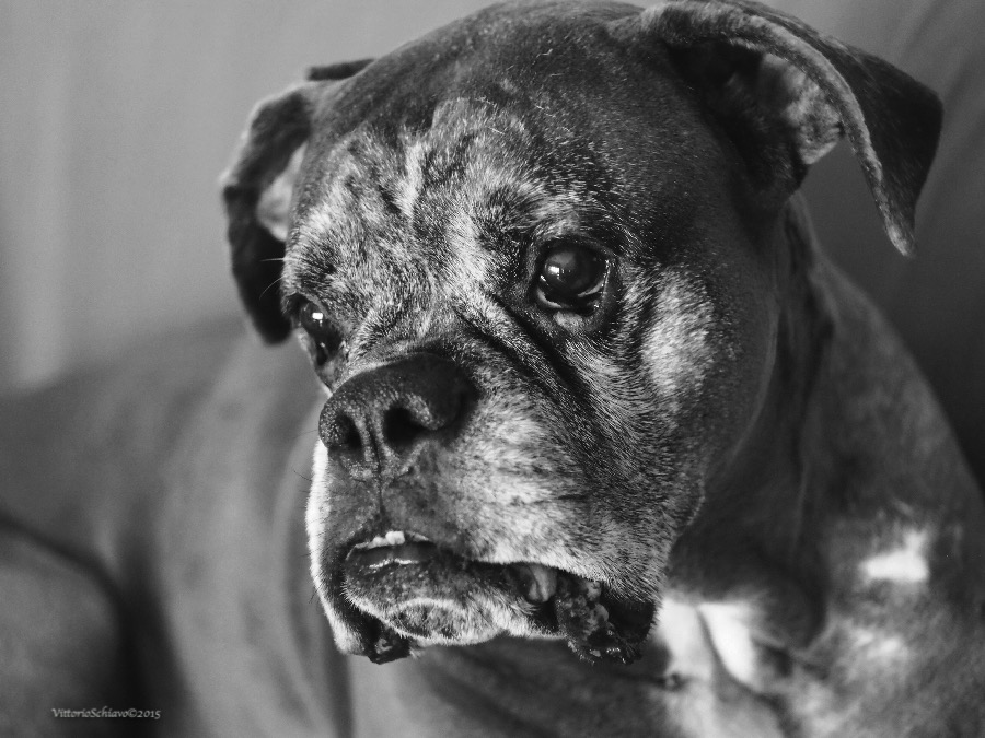 Il mostro....my best friend!!!