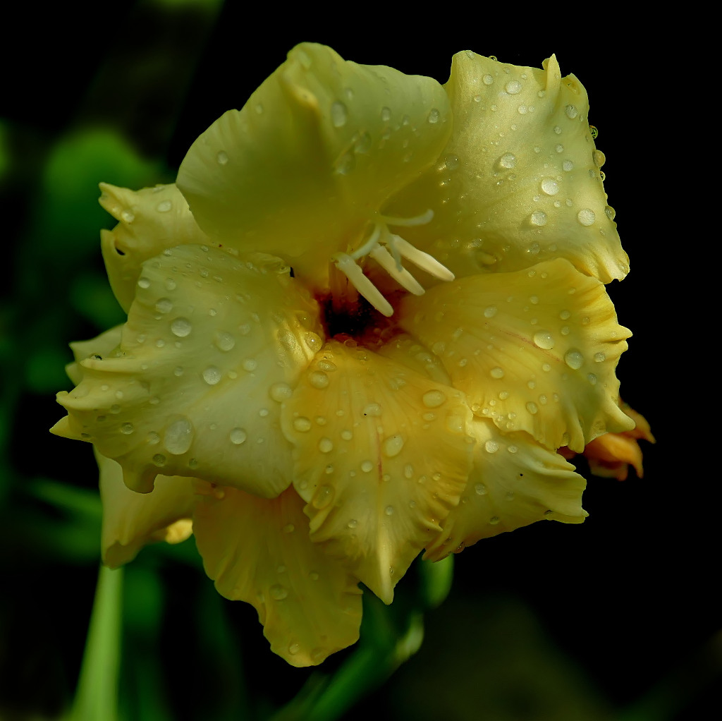 *** Raggio di sole ***