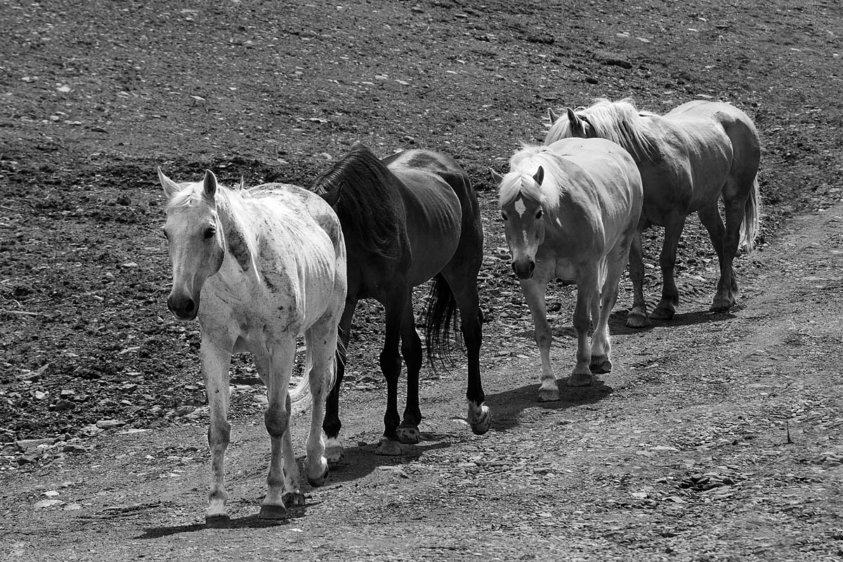 ..impariamo da loro..