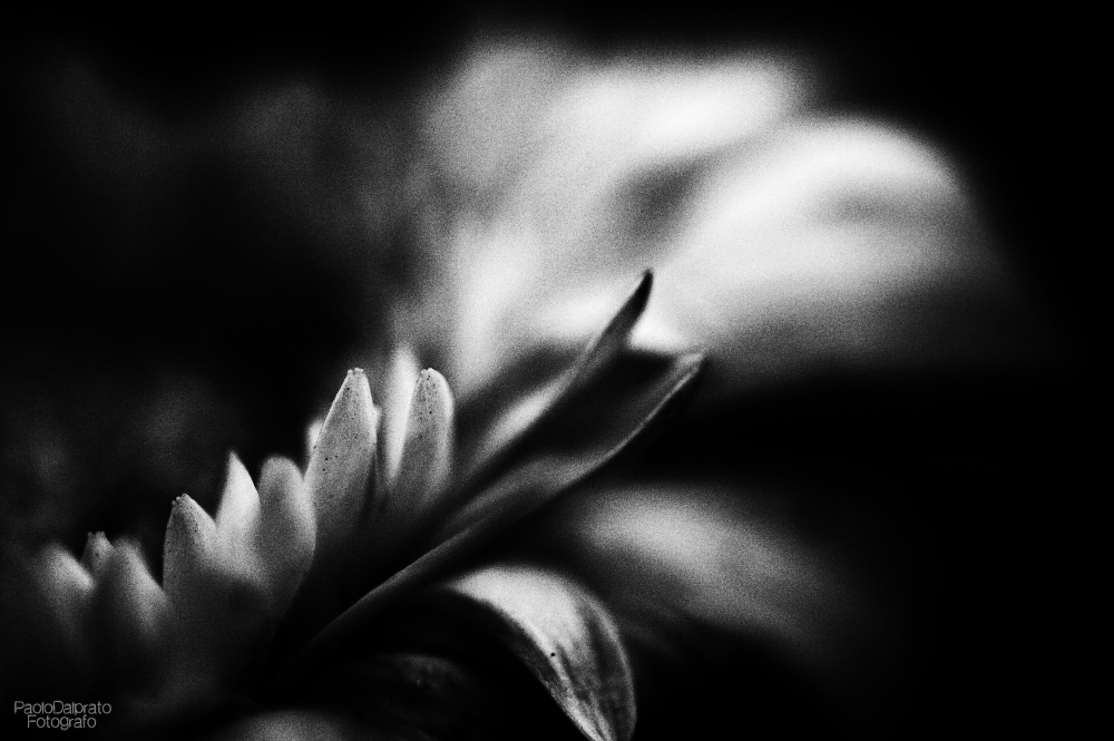 Non faccio foto di fiori