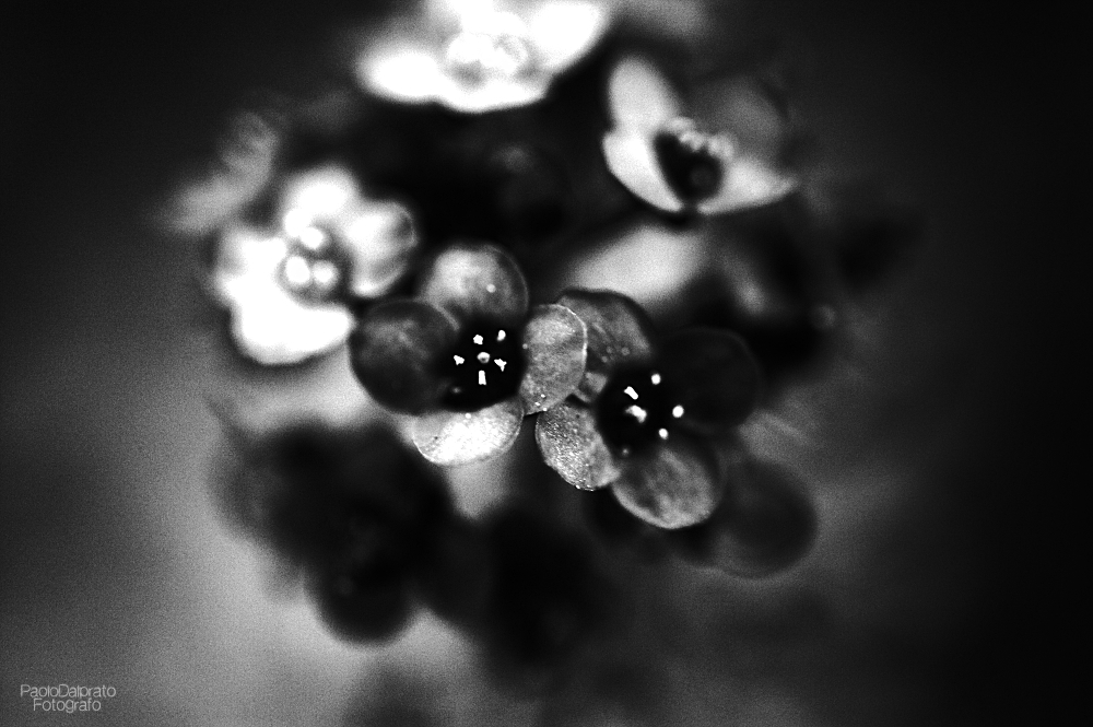 Non faccio foto di fiori