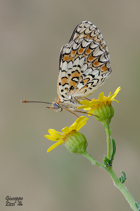 Melitaea Phoebe