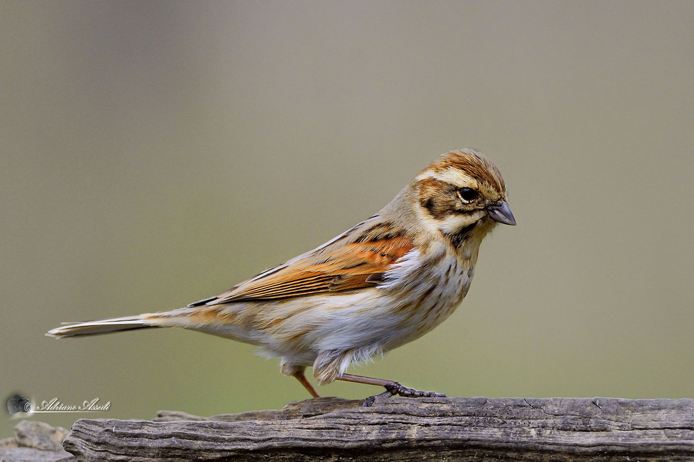 migliarino di palude