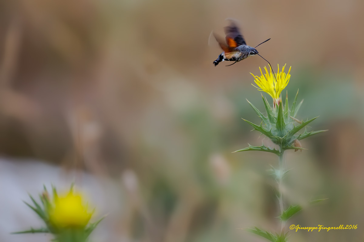 Il colibr� delle farfalle   ... "Macroglossum stellatarum"