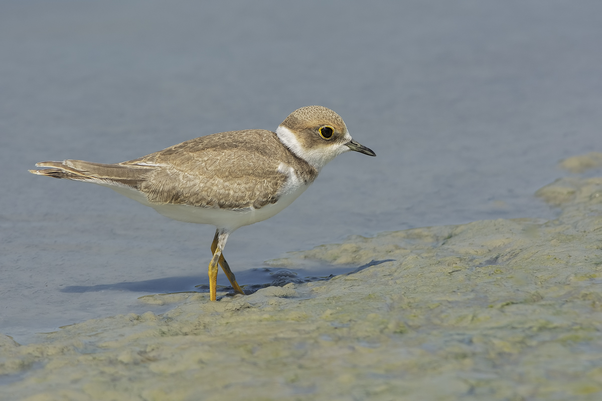 Giovane di Corriere piccolo (Charadrius dubius)