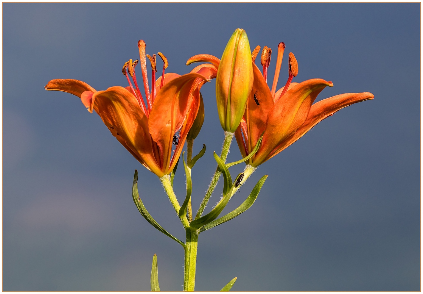 Giglio rosso con ospiti.