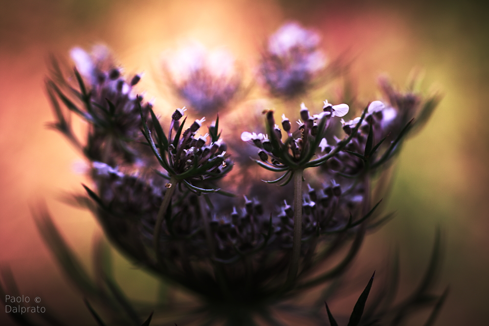 Non faccio foto di fiori