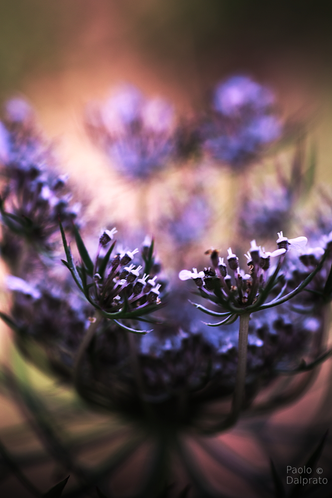 Non faccio foto di fiori