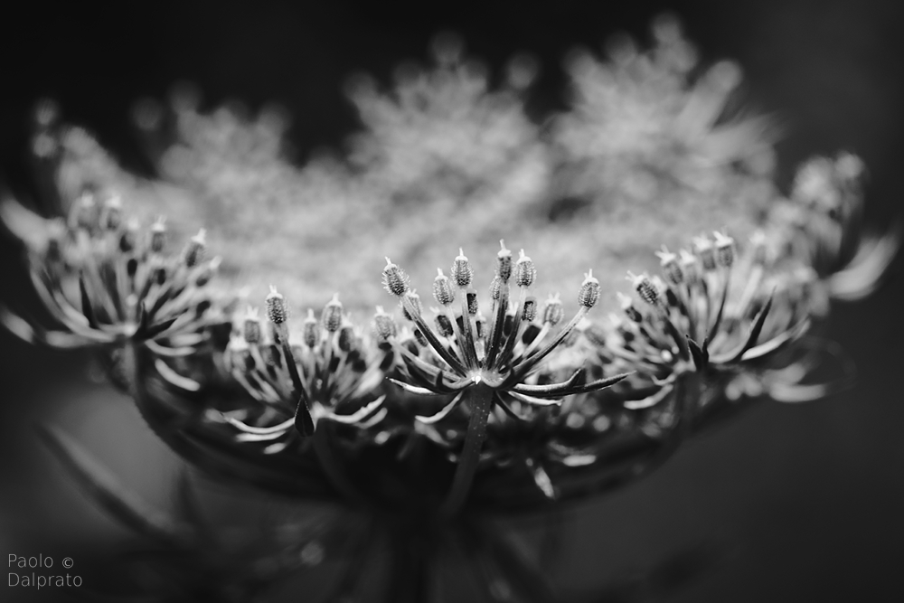 Non faccio foto di fiori