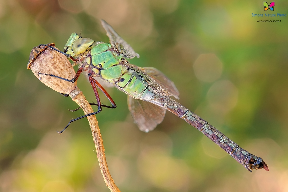 Anax imperator (Leach, 1815)