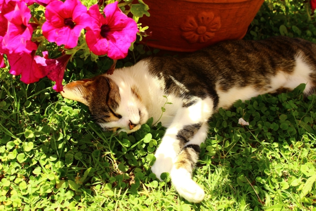 Gatto e fiori