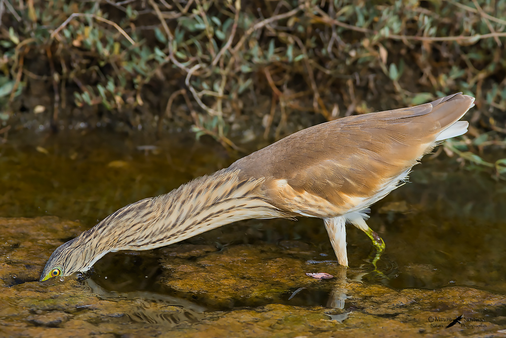 Sgarza ciuffetto in caccia