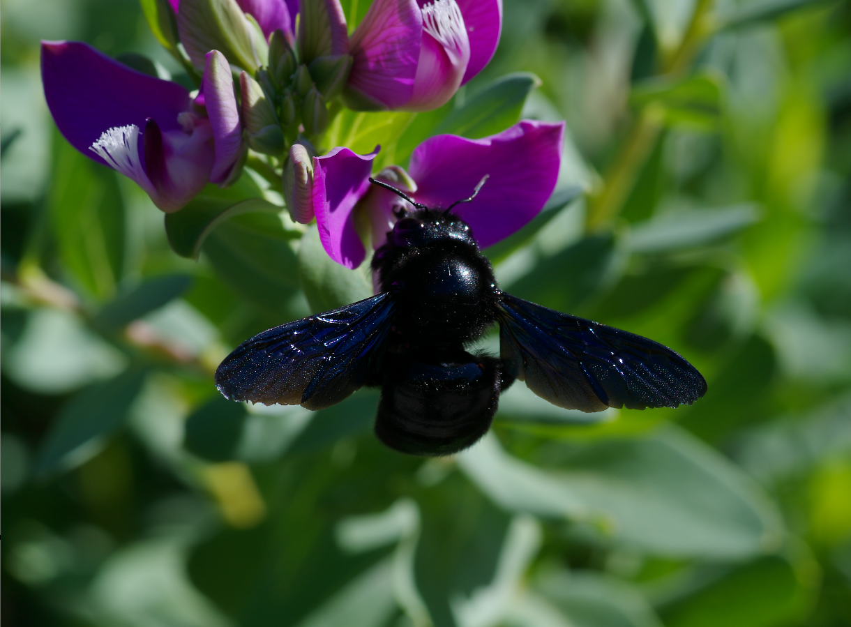 Xylocopa violacea