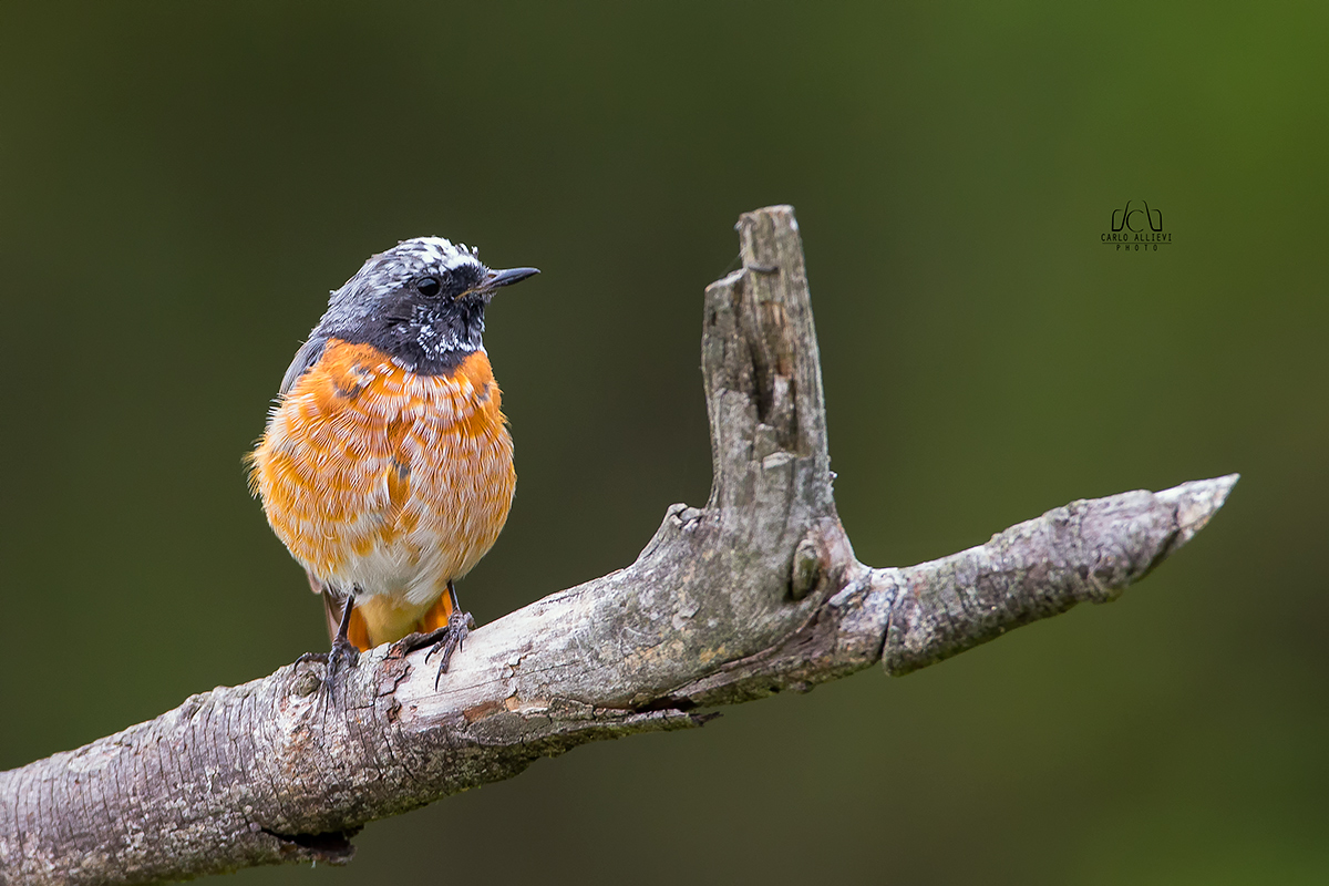Codirosso comune giovane