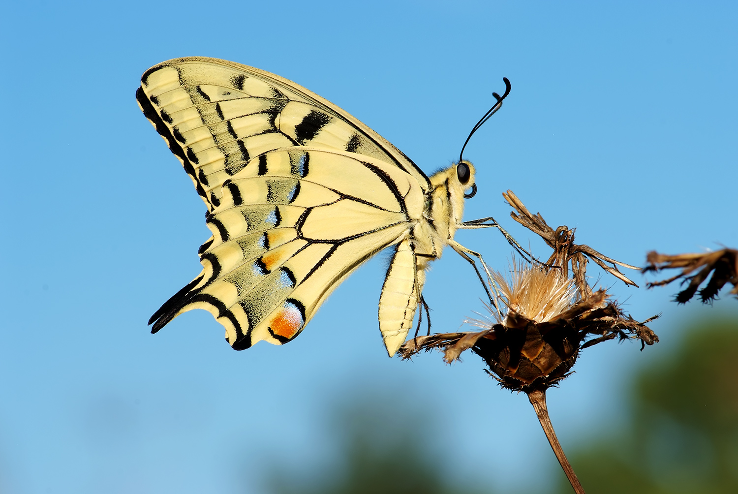 Papilio machaon