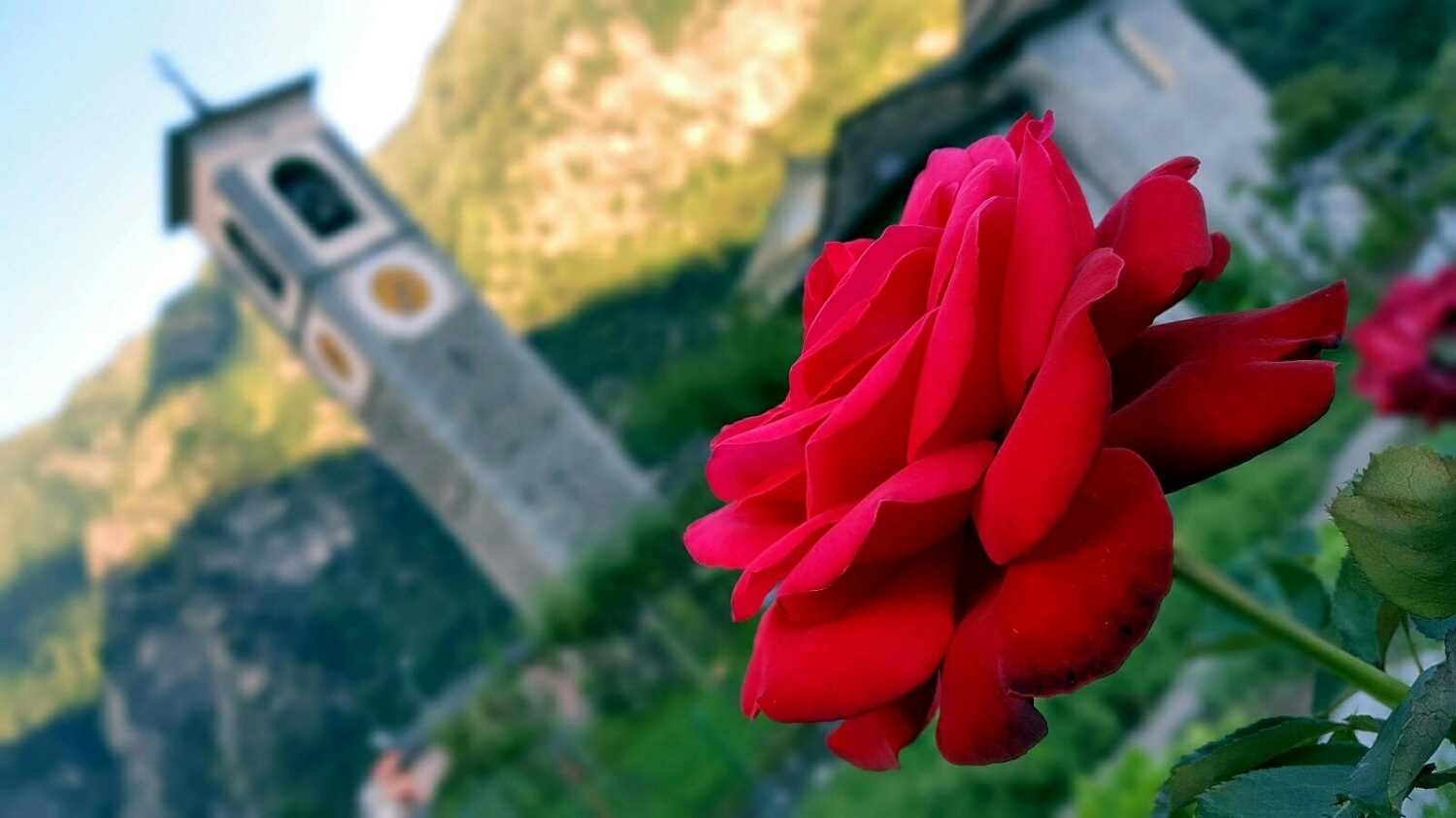 Red Rose