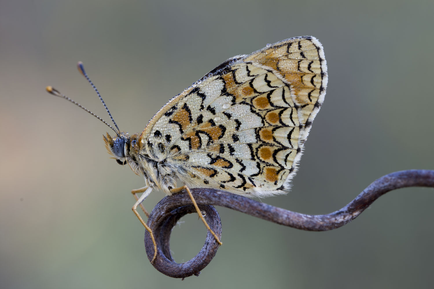Melitaea didyma