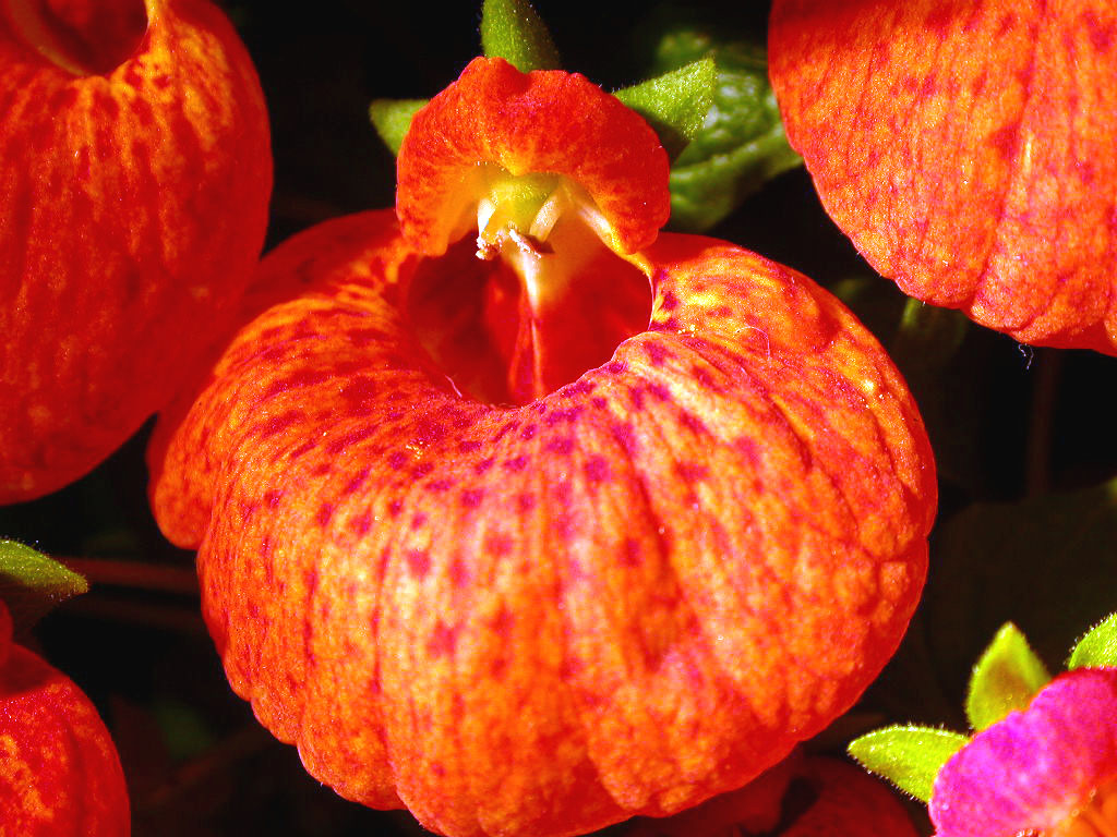 caleolaria rossa