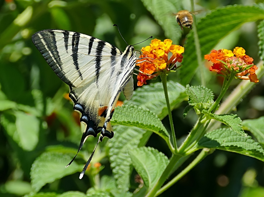 *** Aggiungi un posto a tavola ***