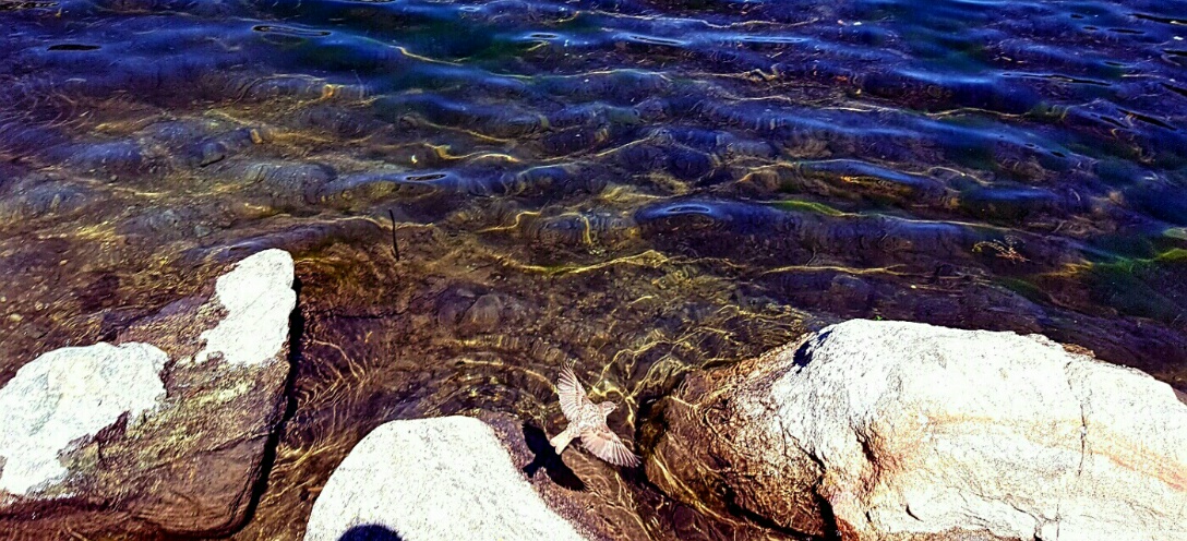 Vola vola vola......